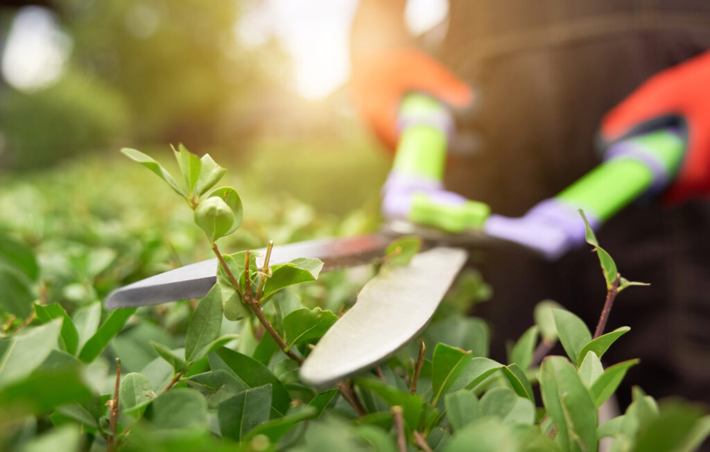 Como jardineiro, uma das ferramentas mais úteis que você pode ter é um par de tesouras de poda