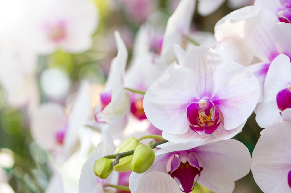 Tudo sobre orquídeas: Como fazer seu jardim florescer