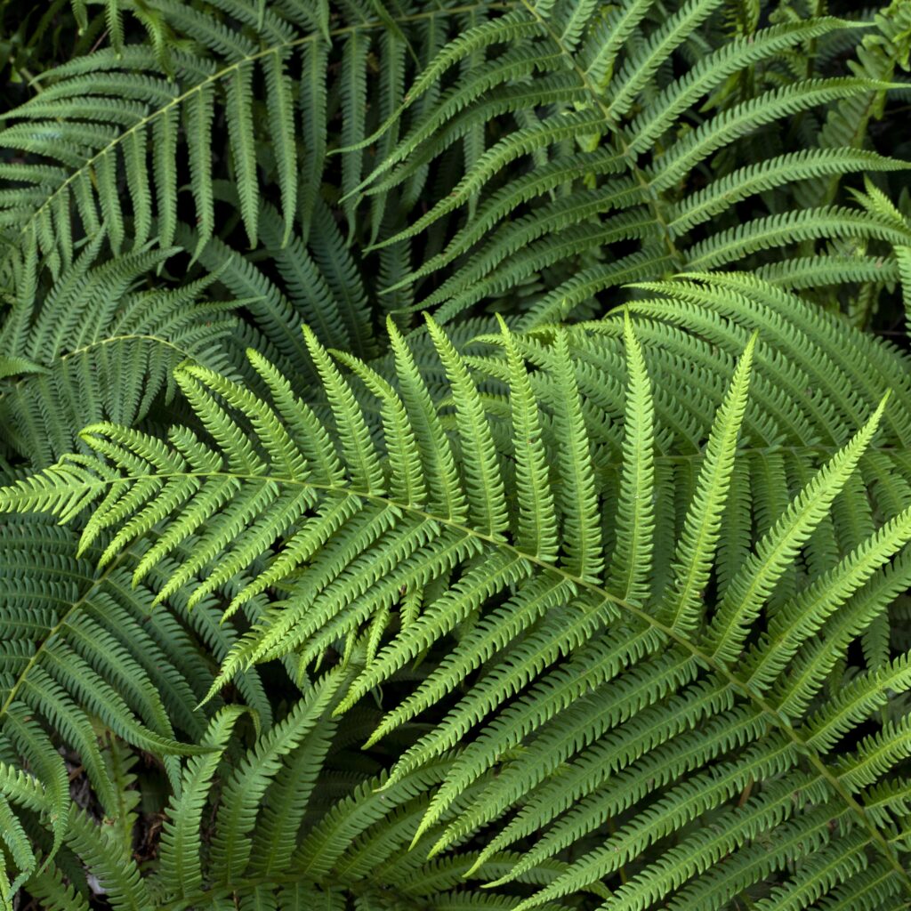 É essencial promover a conscientização sobre a importância das samambaias na manutenção da saúde ambiental. Iniciativas de preservação incluem a criação de áreas protegidas, a restauração de habitats 